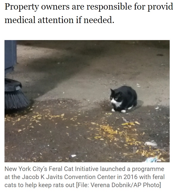 ニューヨークでも同様の取り組みが始まっていた（画像は『Al Jazeera　2021年5月12日付「Cats at work: US city uses 1,000 feral felines to fight rats」（Coutesy: Tree House Humane Society）（File: Verena Dobnik/AP Photo）』のスクリーンショット）