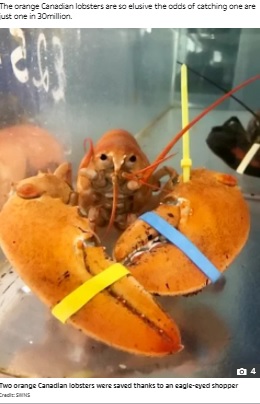 まるで調理された後のようなオレンジ色のロブスター（画像は『The Sun　2021年5月26日付「CLAWS SHAVE Lobsters saved from the cooking pot when eagle-eyed shopper realises they’re among world’s rarest」（Credit: SWNS）』のスクリーンショット）