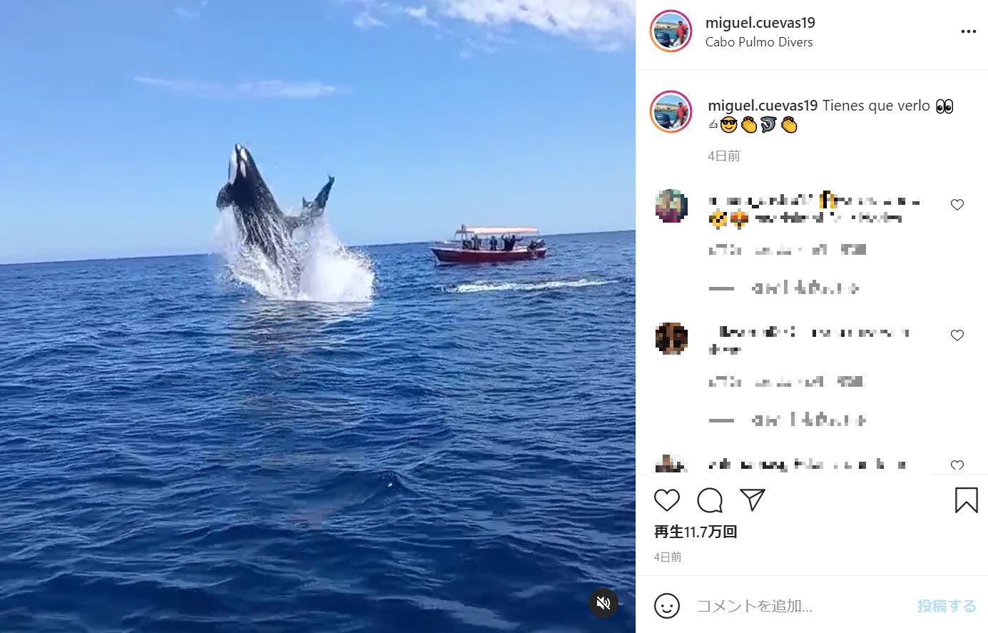 シャチが大ジャンプでイルカに体当たり（画像は『Miguel Cuevas　2021年5月17日付Instagram「Tienes que verlo」』のスクリーンショット）