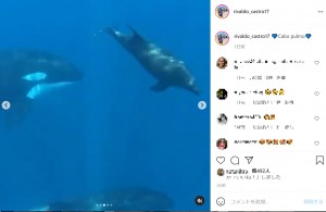 水中でシャチの群れがイルカを追いかける様子（画像は『RivaldoCA　2021年5月17日付Instagram「Cabo pulmo」』のスクリーンショット）