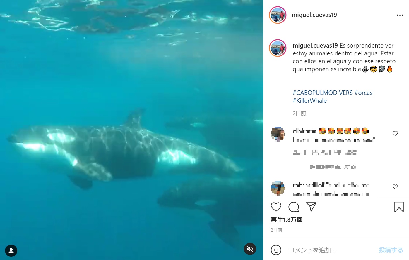 10頭ほどで群れを成していたシャチ（画像は『Miguel Cuevas　2021年5月19日付Instagram「Es sorprendente ver estoy animales dentro del agua.」』のスクリーンショット）