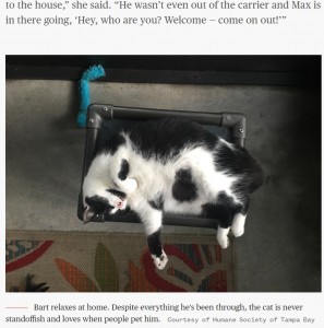 ヴァレリーさんの元で穏やかに暮らしているバート（画像は『TODAY　2021年4月27日付「‘Zombie Cat’ who survived being buried alive relishes life in new home」（Courtesy of Humane Society of Tampa Bay）』のスクリーンショット）