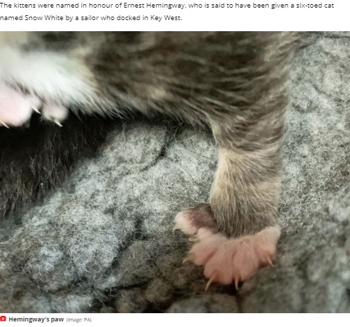 指が6本あるヘミングウェイの足（画像は『Mirror　2021年5月28日付「Trio of tiny kittens born with 12 extra toes between them after stray gives birth」（Image: PA）』のスクリーンショット）