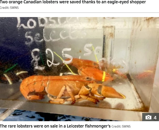 1匹約4000円（25.50ポンド）で売られていたロブスター（画像は『The Sun　2021年5月26日付「CLAWS SHAVE Lobsters saved from the cooking pot when eagle-eyed shopper realises they’re among world’s rarest」（Credit: SWNS）』のスクリーンショット）