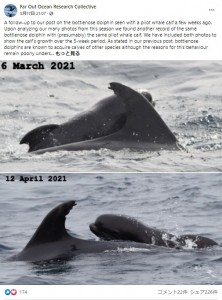 5週間も一緒にいることが判明した2頭（画像は『Far Out Ocean Research Collective　2021年5月17日付Facebook「A follow-up to our post on the bottlenose dolphin seen with a pilot whale calf a few weeks ago.」』のスクリーンショット）