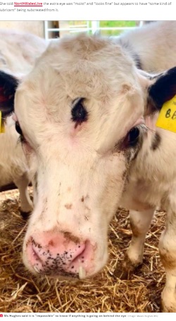 額の真ん中に“第三の目”を持つ子牛（画像は『Daily Star　2021年5月11日付「God-like three-eyed calf discovered in UK 'the strangest thing vet has ever seen'」（Image: Malan Hughes WS）』のスクリーンショット）