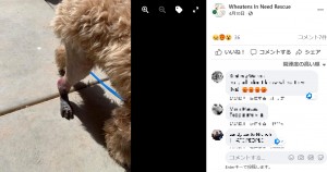 ティガーの脚は感染症により、赤く腫れ上がってしまった（画像は『Wheatens In Need Rescue　2021年4月10日付Facebook「This is 6-month-old Tigger in Arizona.」』のスクリーンショット）