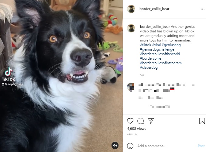 おもちゃ約60個の名前がわかる賢すぎる犬（画像は『Bear Tennant　2021年4月14日付Instagram「Another genius video that has blown up on TikTok」』のスクリーンショット）