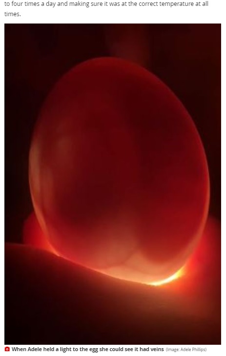 卵に光を当てて透かして見ると微かに血管が見える（画像は『WalesOnline　2021年5月4日付「Woman hatches duckling from box of eggs bought at Morrisons」（Image: Adele Phillips）』のスクリーンショット）