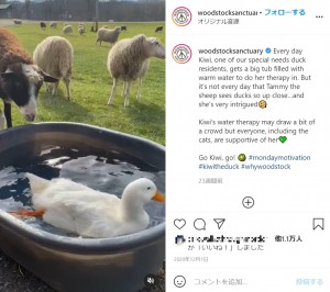 大好きな水の中でリハビリを行うキウィ（画像は『Woodstock Farm Sanctuary　2020年12月1日付Instagram「Every day Kiwi, one of our special needs duck residents, gets a big tub filled with warm water to do her therapy in.」』のスクリーンショット）