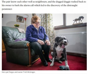 いつもと違う様子のファーガスを不思議に思ったトリッシュさん（画像は『The Courier　2021年5月21日付「Fantastic Fergus: The clever Angus canine who is woman’s best friend after raising alarm over injured 91-year-old neighbour」』のスクリーンショット）