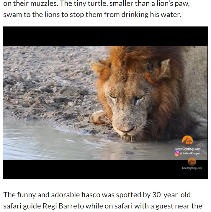 よほど喉が渇いていたのか、ずっと水を飲み続けるライオン（画像は『The Citizen　2021年4月21日付「WATCH: Territorial turtle chases lion from his waterhole」』のスクリーンショット）