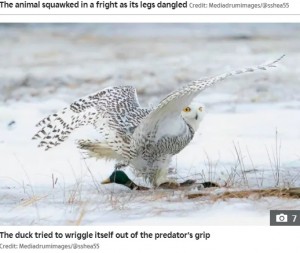 まさに飛び立とうとするシロフクロウ（画像は『The Sun　2021年5月25日付「QUACK ATTACK Incredible moment duck is whisked into air by hungry owl as it swoops in scoops up prey with its talons」（Credit: Mediadrumimages/＠sshea55）』のスクリーンショット）