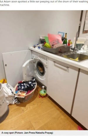 【海外発！Breaking News】帰宅したカップル、洗濯機の中に隠れる可愛いキツネを発見（英）