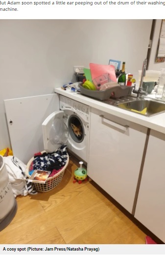 洗濯機の中に隠れるキツネ（画像は『Metro　2021年5月27日付「Woman comes home to find adorable fox hiding in her washing machine」（Picture: Jam Press/Natasha Prayag）』のスクリーンショット）