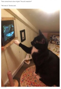 テレビの前に座り、映像に夢中のワイアット（画像は『The Dodo　2021年4月24日付「Guy Transforms Space Behind Wall Into Bedroom For His Cat」（BRYAN DAVIES）』のスクリーンショット）