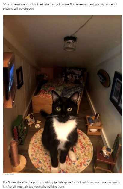自分の部屋を作ってもらいご満悦の猫（画像は『The Dodo　2021年4月24日付「Guy Transforms Space Behind Wall Into Bedroom For His Cat」（BRYAN DAVIES）』のスクリーンショット）