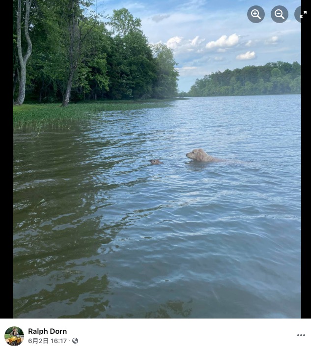 湖の真ん中にいた子鹿を岸まで誘導する犬（画像は『Ralph Dorn　2021年6月2日付Facebook「I couldn’t find Harley this evening until I looked out on the lake.」』のスクリーンショット）