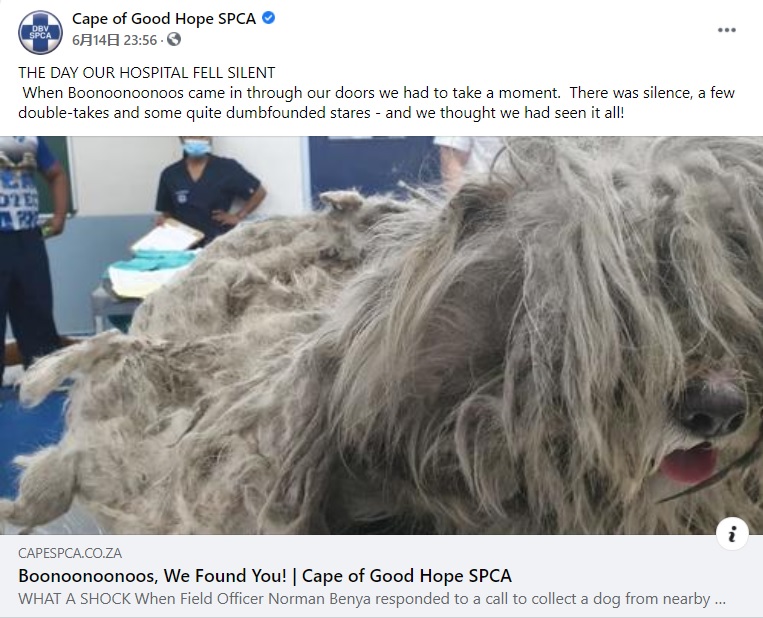 毛が固まった状態で動物保護団体にやってきた犬（画像は『Cape of Good Hope SPCA　2021年6月14日付Facebook「THE DAY OUR HOSPITAL FELL SILENT」』のスクリーンショット）