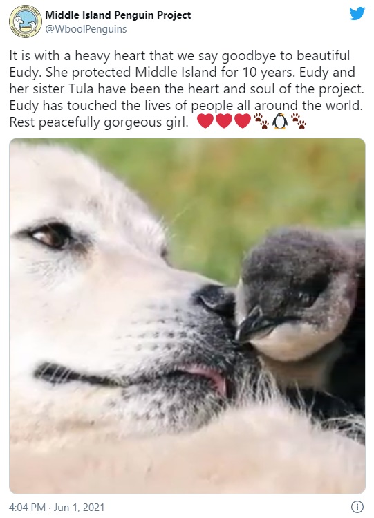 世界最小のペンギンを10年にわたり守り続けた牧羊犬ユーディ（画像は『Middle Island Penguin Project　2021年6月1日付Twitter「It is with a heavy heart that we say goodbye to beautiful Eudy.」』のスクリーンショット）