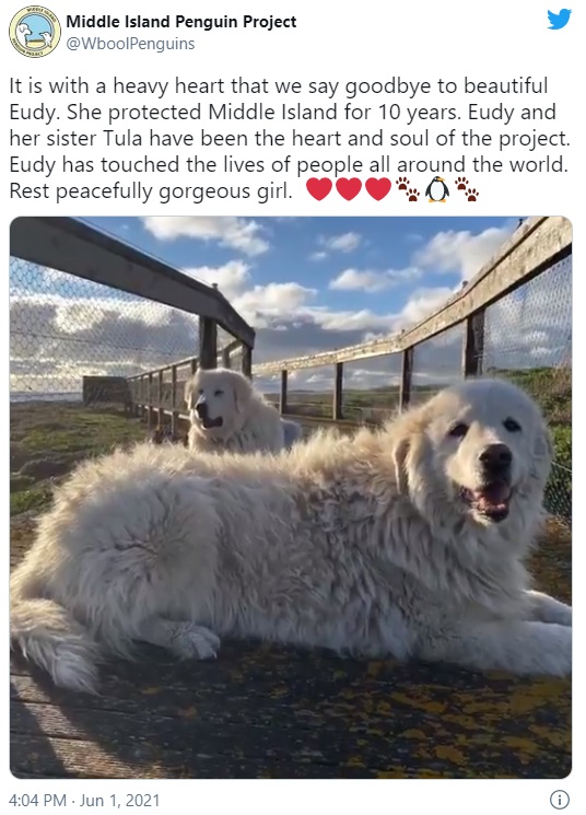 ミドル・アイランド・ペンギンプロジェクトで牧羊犬を務めたユーディと姉のトゥーラ（画像は『Middle Island Penguin Project　2021年6月1日付Twitter「It is with a heavy heart that we say goodbye to beautiful Eudy.」』のスクリーンショット）