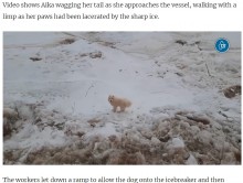 【海外発！Breaking News】砕氷船の船員が見つけたフワフワの生き物　流氷の上を彷徨う犬に驚き（露）＜動画あり＞