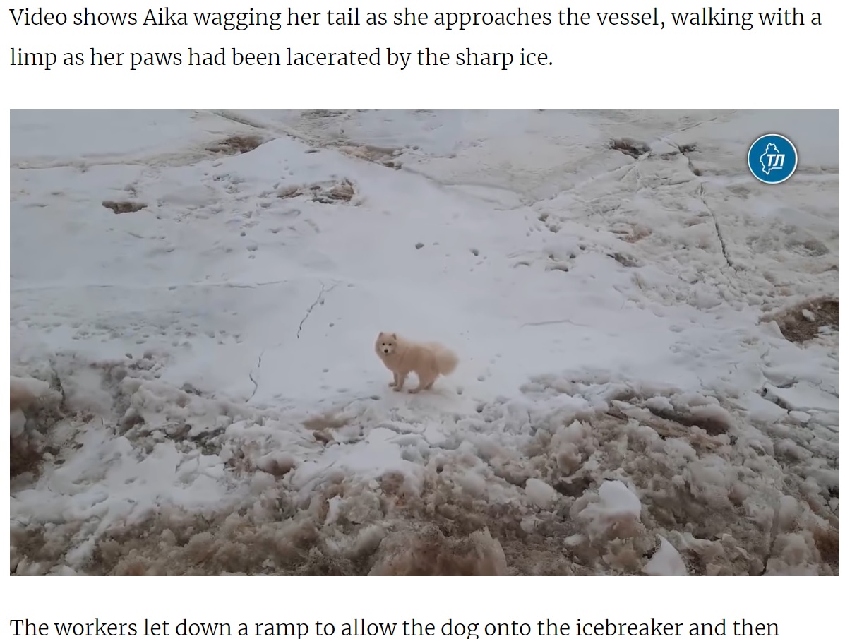 迷子になり流氷の上で立ち往生していた犬（画像は『The Moscow Times　2021年6月8日付「Russia Arctic Sailors Rescue Lost Dog After Weeklong Search」』のスクリーンショット）