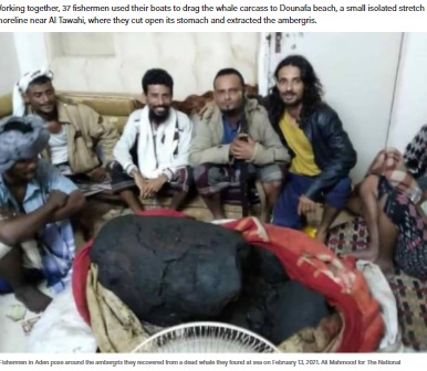 クジラの死骸から発見された龍涎香（画像は『The National　2021年2月16日付「Million-dollar belch: Yemeni fishermen celebrate whale vomit find」（Ali Mahmood for The National）』のスクリーンショット）