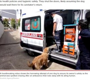 病院に到着した救急車の前で待つ犬（画像は『New York Post　2021年6月10日付「Loyal dog chases ambulance taking sick owner to hospital」（Anadolu Agency/Reuters）』のスクリーンショット）