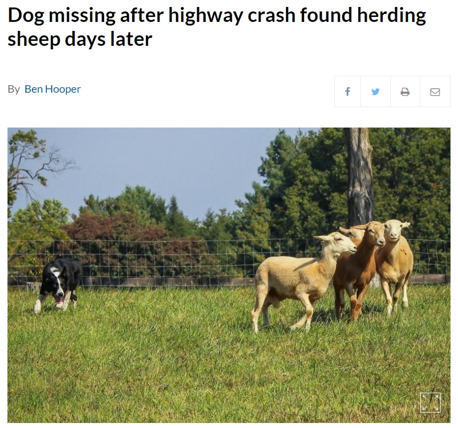 牧羊犬としての本能がティリーを羊小屋に向かわせた？（画像は『UPI.com　2021年6月9日付「Dog missing after highway crash found herding sheep days later」（Photo by JamesDeMers/Pixabay.com）』のスクリーンショット）