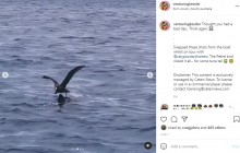 【海外発！Breaking News】ホホジロザメ、餌を横取りする海鳥に背後からかぶりつく（豪）＜動画あり＞