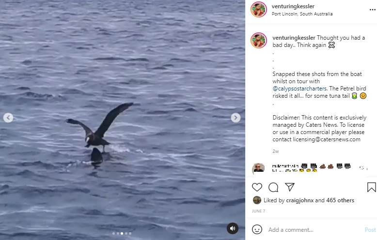 海鳥を威嚇するホホジロザメ（画像は『Benjamin　2021年6月7日付Instagram「Thought you had a bad day.. 」』のスクリーンショット）