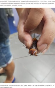 動物病院に持ち込まれたゴキブリ（画像は『Odditycentral　2021年6月2日付「Man Sees Injured Cockroach on the Street, Takes It to the Vet for Emergency Treatment」』のスクリーンショット）