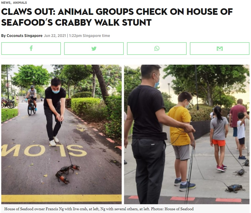 レストランのオーナーらが食用飼育中のカニを散歩させる（画像は『Coconuts Singapore　2021年6月22日付「Claws out: Animal groups check on House of Seafood’s crabby walk stunt」（Photos: House of Seafood）』のスクリーンショット）