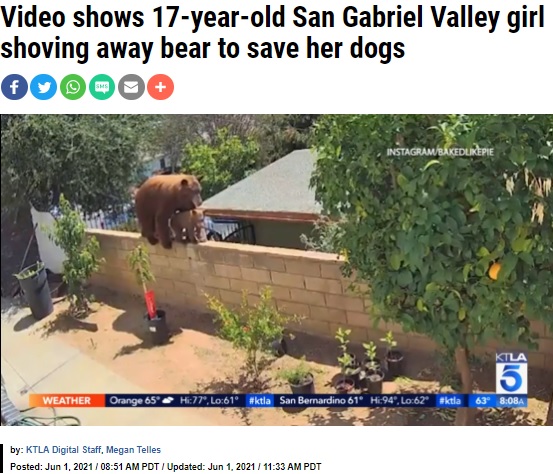 裏庭のブロック塀の上に現れたクマの親子（画像は『KTLA　2021年6月1日付「Video shows 17-year-old San Gabriel Valley girl shoving away bear to save her dogs」（Instagram / Bakedlikepie）』のスクリーンショット）