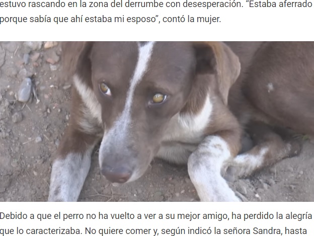 飼い主を探しに毎日炭鉱まで行くという犬（画像は『DEPOR　2021年6月23日付「‘Cuchufleto’, el perro que llora mientras espera la llegada de su dueño fallecido en una mina de México」（Foto: 15 Sabinas / Facebook）』のスクリーンショット）