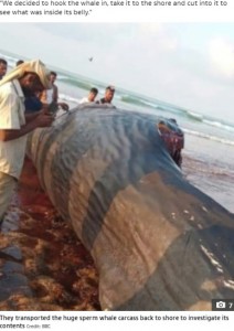 引き上げられたマッコウクジラの死骸（画像は『The Sun　2021年6月1日付「FLOATING TREASURE Yemeni fishermen find ＄1.5m of rare ‘ambergris’ in the belly of a floating sperm whale carcass」（Credit: BBC）』のスクリーンショット）