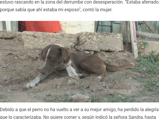 家の前で一日のほとんどを過ごすというクチュフレート（画像は『DEPOR　2021年6月23日付「‘Cuchufleto’, el perro que llora mientras espera la llegada de su dueño fallecido en una mina de México」』のスクリーンショット）