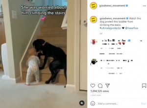 【海外発！Breaking News】階段を上がろうとする1歳児を体を張って阻止　「なんて賢い！」生後5か月の子犬＜動画あり＞