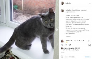 今ではやんちゃな猫に成長したフェージャ（画像は『Федя Кот　2021年1月20日付Instagram「Юный Фёдор осваивает верхние этажи」』のスクリーンショット）