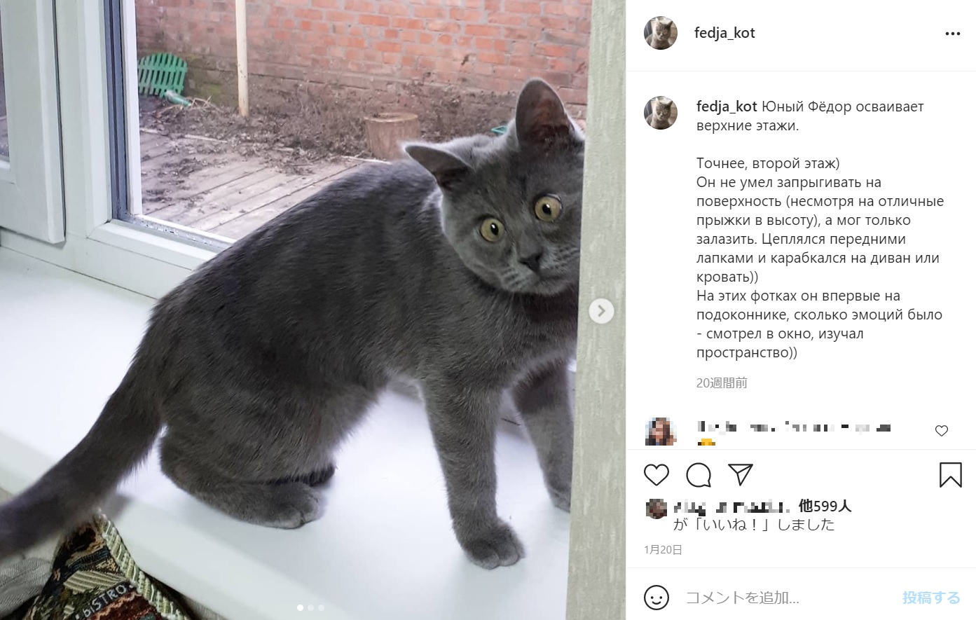 今ではやんちゃな猫に成長したフェージャ（画像は『Федя Кот　2021年1月20日付Instagram「Юный Фёдор осваивает верхние этажи」』のスクリーンショット）