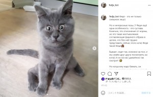 足の奇形で、普通の猫のように座ることができないフェージャ（画像は『Федя Кот　2021年5月14日付Instagram「Федя - это не только смешное лицо」』のスクリーンショット）