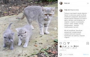 子猫たちを産んですぐに亡くなってしまった母猫（画像は『Федя Кот　2020年8月27日付Instagram「Федина мама」』のスクリーンショット）