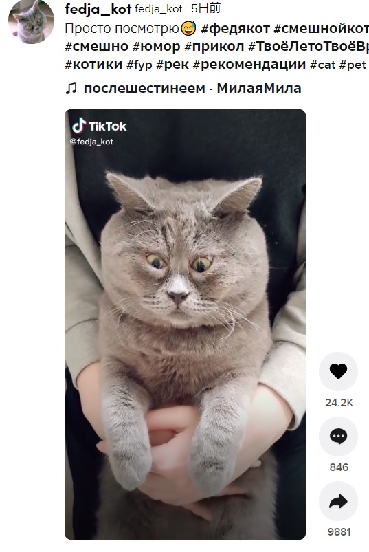 大きく見開いているような目が特徴的な猫（画像は『fedja_kot　2021年6月10日付TikTok「Просто посмотрю」』のスクリーンショット）