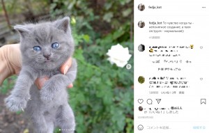 目の特徴はあまりハッキリしていない子猫の頃のフェージャ（画像は『Федя Кот　2020年8月28日付Instagram「То чувство когда ты」』のスクリーンショット）
