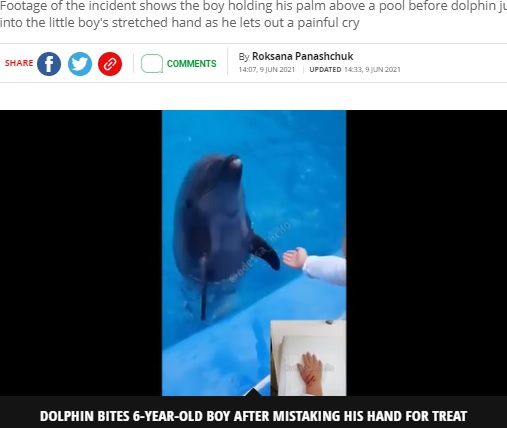 イルカのプールの前で手を出す男児（画像は『Mirror　2021年6月9日付「Dolphin viciously bites boy, 6, after mistaking hand for treat as he stood over pool」（Image: Tpacca E-95/Twitter）』のスクリーンショット）
