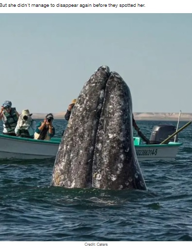 水面から垂直に体を出して、周りの様子をうかがうコククジラ（画像は『LADbible　2021年6月16日付「Sneaky Whale Pops Up Behind Sightseers As They Look The Wrong Way」（Credit: Caters）』のスクリーンショット）