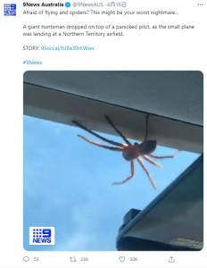 この直後、着陸の衝撃でクモはパイロットの脚の上に落下（画像は『9News Australia　2021年6月16日付Twitter「Afraid of flying and spiders?」』のスクリーンショット）