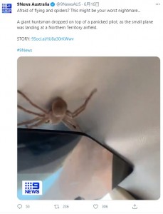 離陸直後にこのサイズのクモを見つけてしまっていたら、フライトどころではなくなっていただろう（画像は『9News Australia　2021年6月16日付Twitter「Afraid of flying and spiders?」』のスクリーンショット）