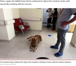 病院内でじっと待つ犬（画像は『New York Post　2021年6月10日付「Loyal dog chases ambulance taking sick owner to hospital」（Anadolu Agency/Reuters）』のスクリーンショット）